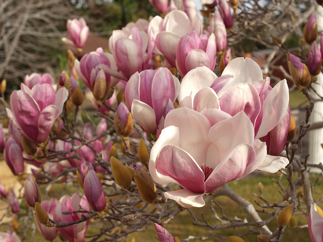 magnolia