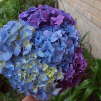 I found hydrangeas!