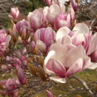 my magnolia tree