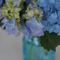 I’ve never met a hydrangea that I didn’t like