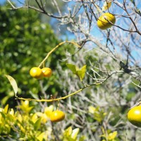 fruit picking