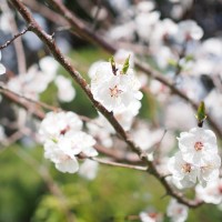 blossom time