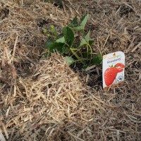 starting our veggie garden