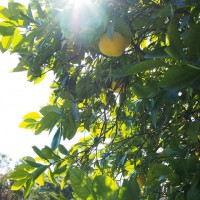 weekend in a sunny garden